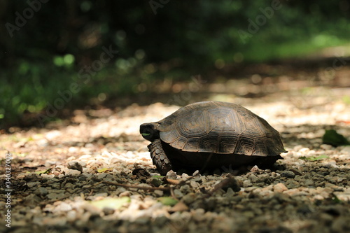 The image of a turtle while feeding while eating a leaf.