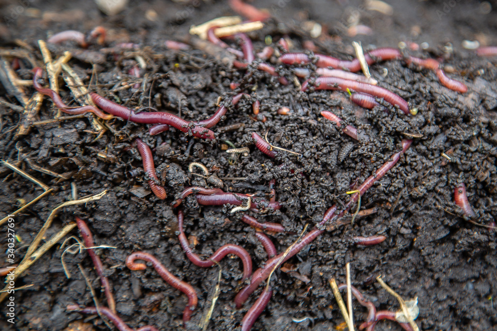 red earthworms in the ground and compost red earthworms in the ground and compost