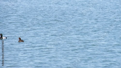 海を横切るスズガモ　Diving duck crossing the sea