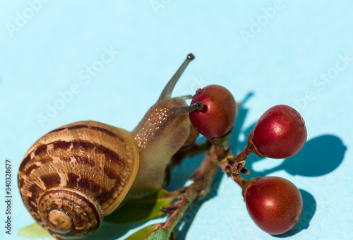 Happy garden snail with a yellow flower and some red little fruits on aqua background