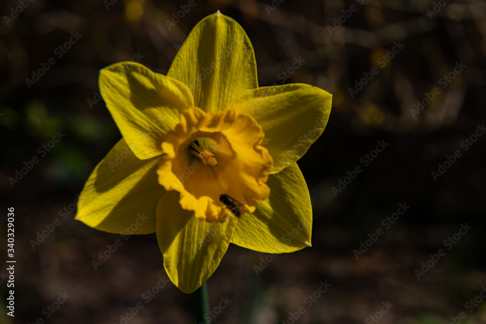 yellow narcissus, yellow daffodil, macro in spring yellow narcissus, yellow daffodil, macro in spring