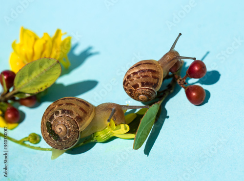 A pair of snails with yellow flowers and red little fruits on aqua background