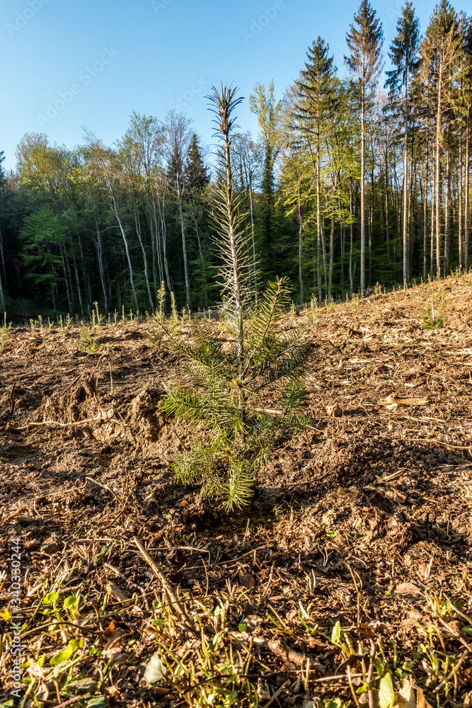 Wiederaufforstung im Mischwald Wiederaufforstung im Mischwald