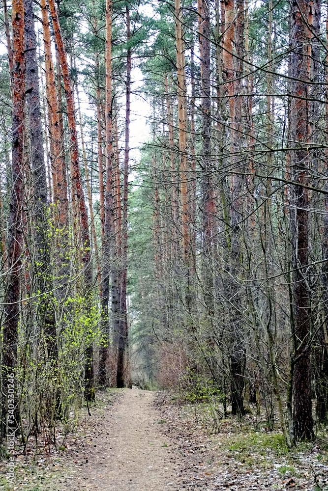 Fototapeta premium Dense pine forest in April. The path among the trees.
