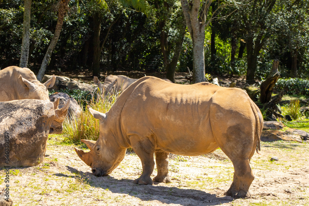 Naklejka premium Rhinoceros standing and grazing during the day