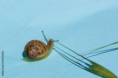 Curious snail with some plants on aqua background