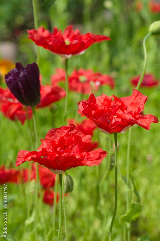Bright decorative poppies bloom in the summer garden Bright decorative poppies bloom in the summer garden