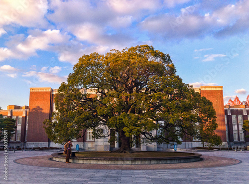 Camphor Tree in Kyoto University
