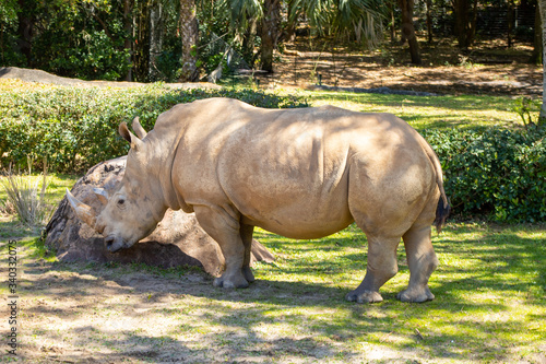 Rhinoceros standing and grazing during the day