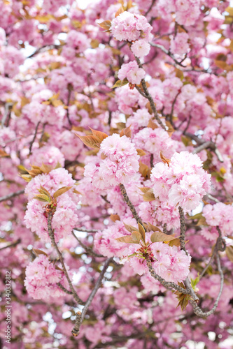 pink cherry blossom closeup in Paris