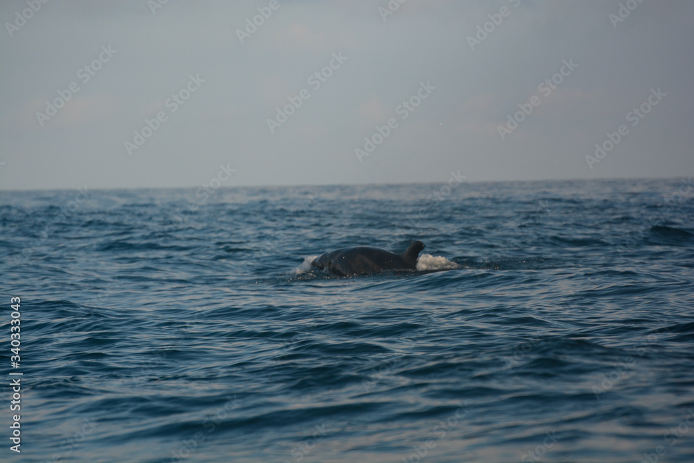 Fototapeta premium Delfino