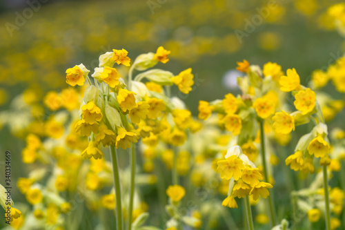 Close Up Low Angle View of Yellow Flowering Cowslips n Green Grass Field
