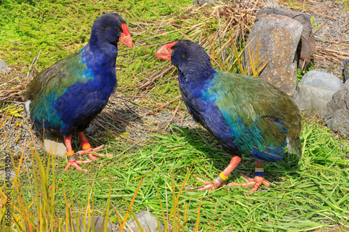 Tablou canvas A pair of Takahe, endangered flightless birds found only in New Zealand, with be