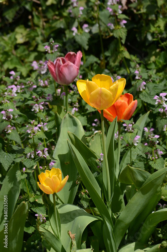 Tulpen im Bauerngarten 