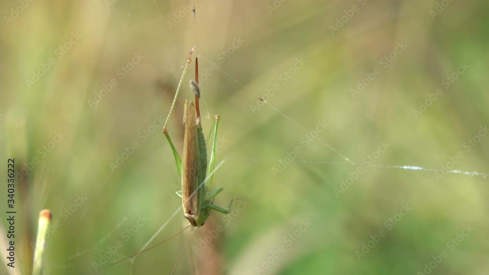 Grasshopper Great Green Bush-cricket (Tettigonia viridissima) female. Grasshopper fell into the spider's hunting web 