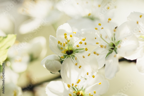Branch blossoming plum tree with white flowers