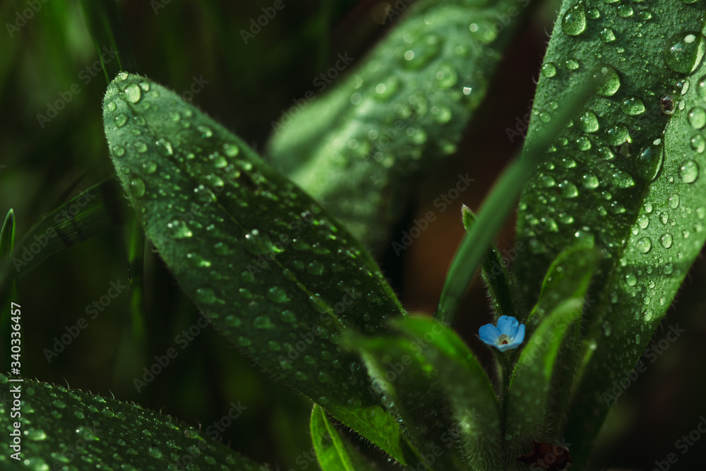 Drops of water on the leaves after the rain