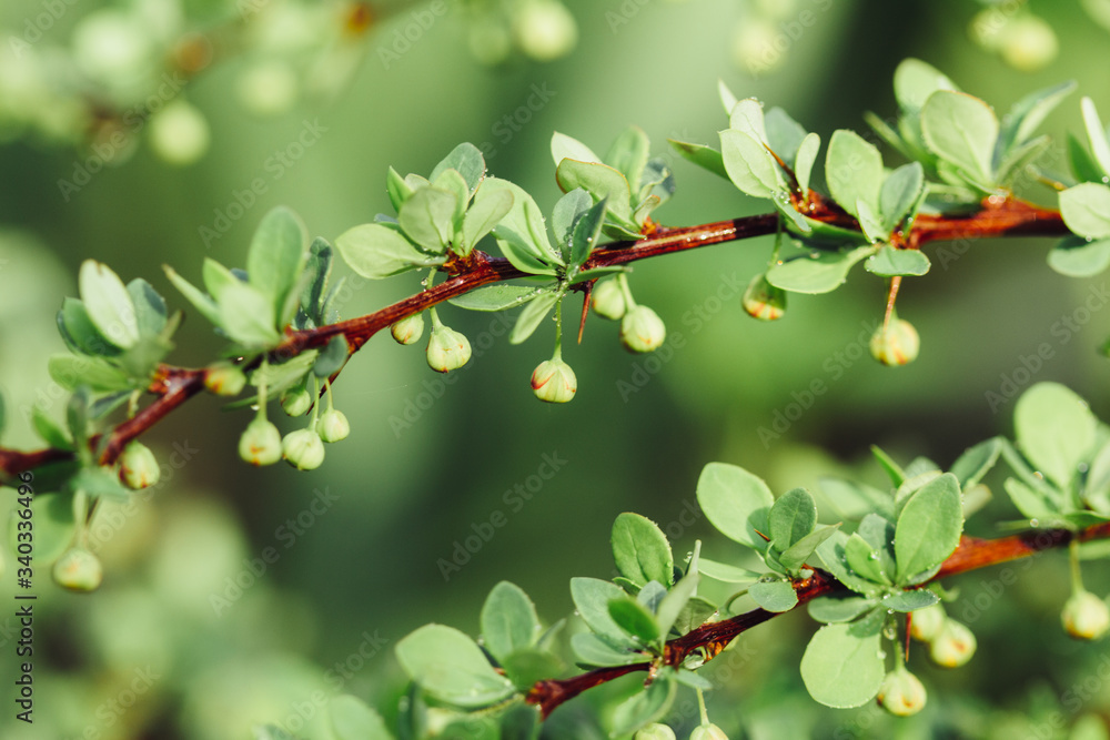 Leaves bloom barberry bud green closeup