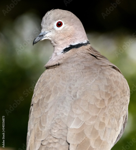 Collared dove portrait in urban house garden. © Paul