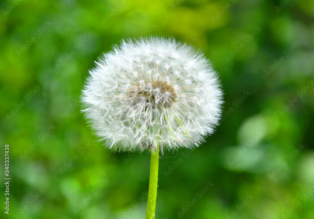 Fototapeta premium The beautiful dandelion among the green grass