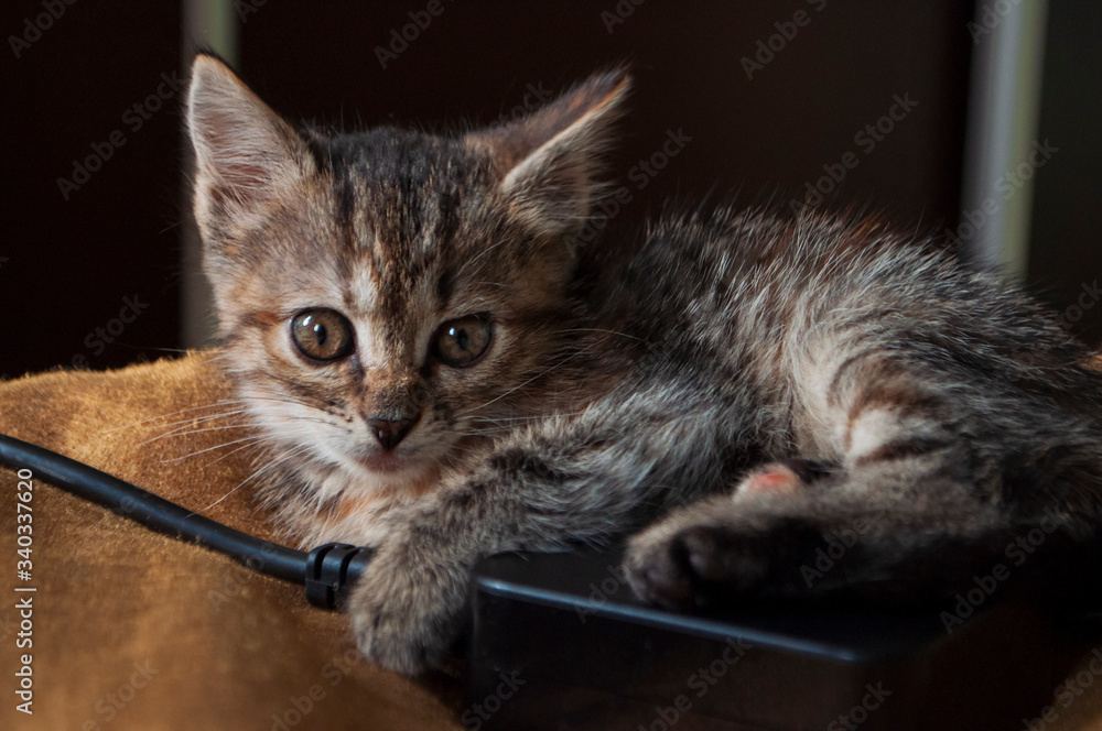 Beautiful tricolor kitten with blue eyes is sweetly laying on the gold bedcover and looking forward. Yellow flowers of chrysanthemum are around. Pet in the home Beautiful tricolor kitten with blue eyes is sweetly laying on the gold bedcover and looking forward. Yellow flowers of chrysanthemum are around. Pet in the home