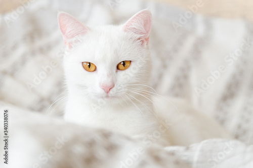 white cat on the bed © Maksim