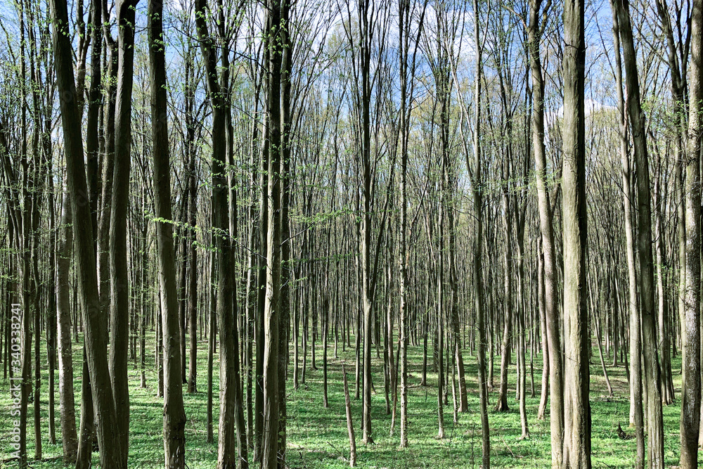 Naklejka premium Tree trunks in a calm forest. Awakening of spring, sunny day. The nature of Ukraine.