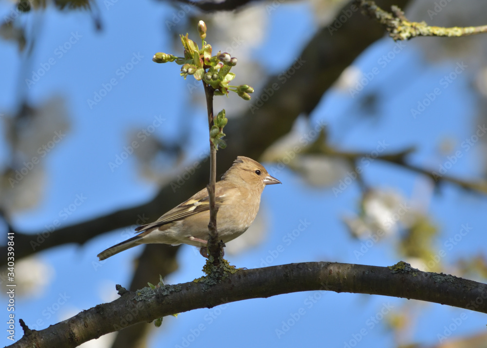 Fototapeta premium Common Chaffinch - fringilla Coelebs - France