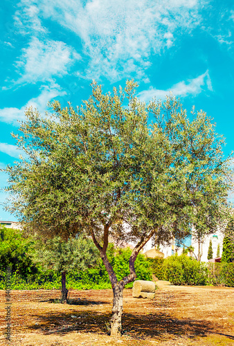 Olive in the fields of Merida photo