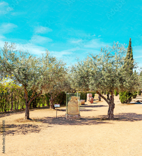 Roman ruins in the Spanish city of Merida with some olive trees