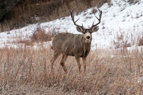 Deer Buck Standing Majestic