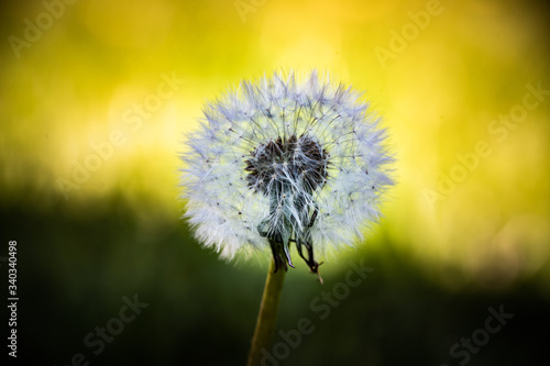 dandelion in the sun