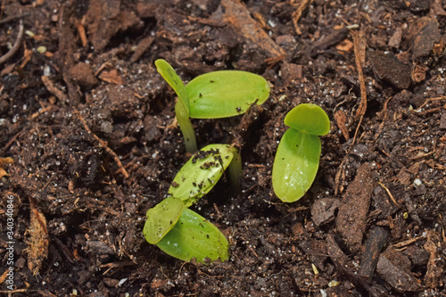 Jeunes pousses de concombres. Les graines donnent les deux premières feuilles.