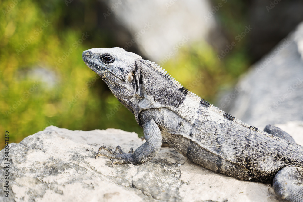 Lizard / iguana in Mexico