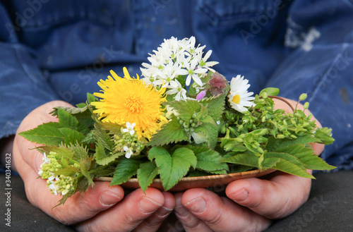 Wildkräutersalat Wild Kräuter Salat Schale Hand Hände sammeln ernte essbare Blüten Blätter   photo