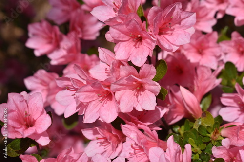 Pink azalea flowers in Old Bridge, New Jersey, signal that spring has taken a strong hold here.