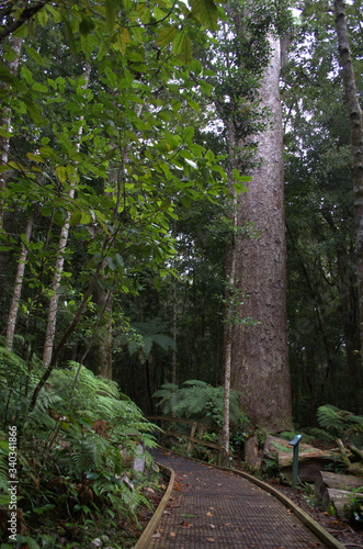 Waipoa Forest  the largest remaining tract of native forest in Northland  New Zealand