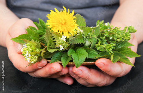 Wildkräuter Salat Wildkräutersalat Sammeln Hände 