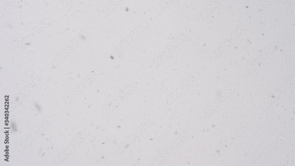 big fluffy snowflakes falling from sky big fluffy snowflakes falling from sky