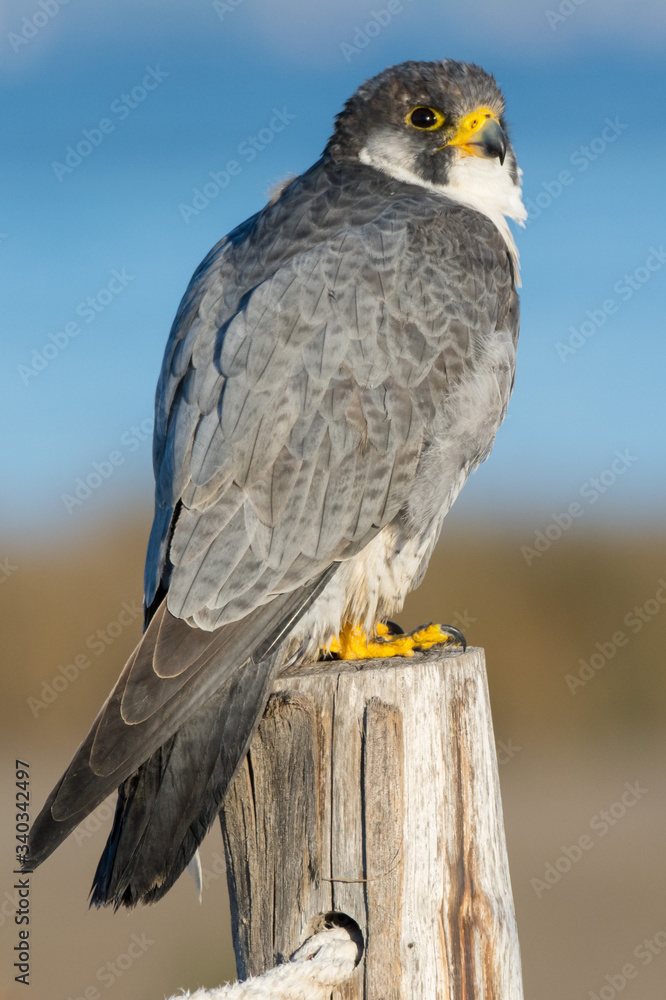Fototapeta premium A northern peregrine falcon (Falco peregrinus calidus) in a pole with a rope.