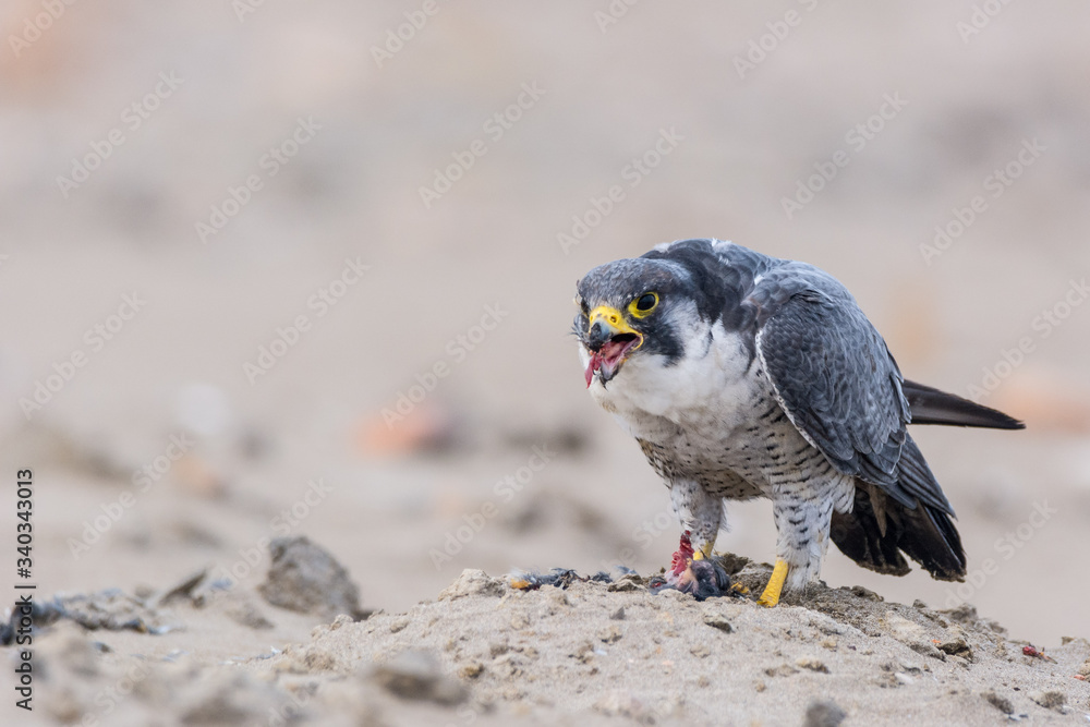Fototapeta premium A northern peregrine falcon (Falco peregrinus) with feathers in the beak and a prey, a robin (Erithacus rubecula) that just caught in the morning. 