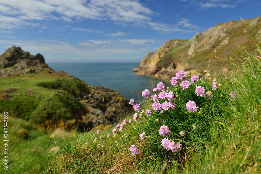 Thrift, Jersey, U.K. Spring flowering wildflowers by the coast.