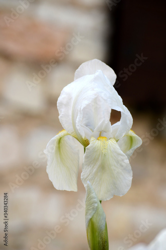 Weiße Iris vor Natursteinwand 