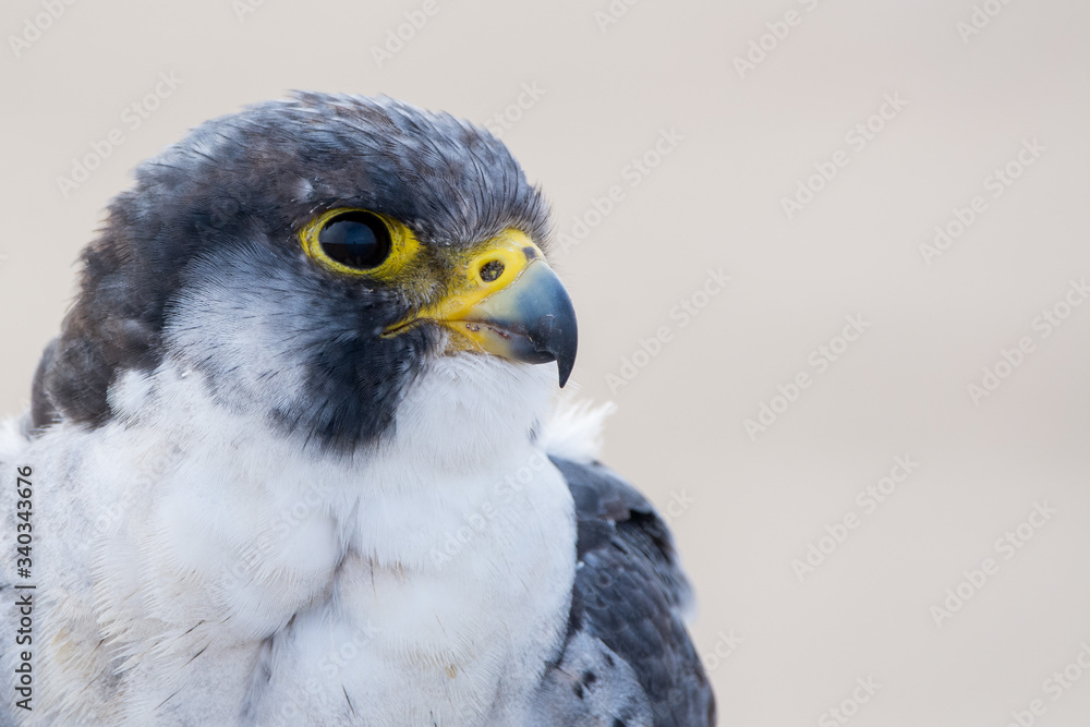 Fototapeta premium A close up portrait of a wild nordic peregrine falcon (Falco peregrinus calidus)