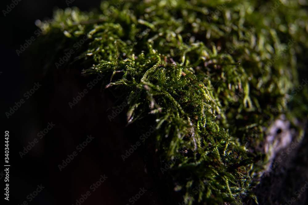 moss on branch close up macro moss on branch close up macro