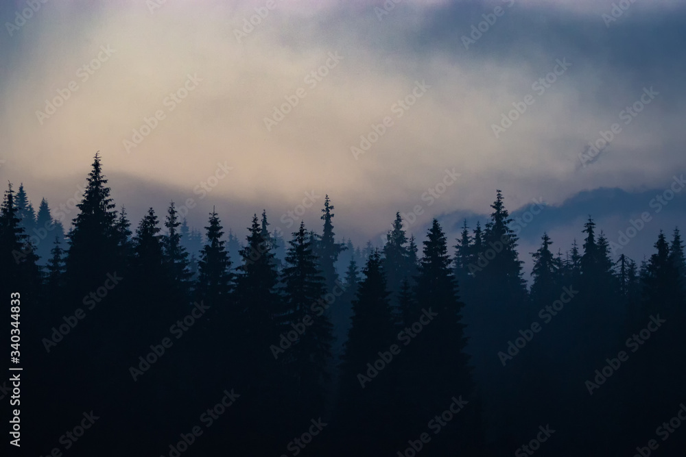 Silhouette Pine trees background. Mysterious dark landscape.