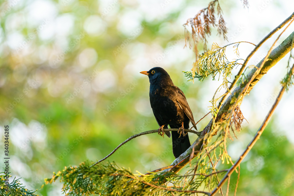 Blackbird (Turdus merula) perched on a branch, taken West London Blackbird (Turdus merula) perched on a branch, taken West London