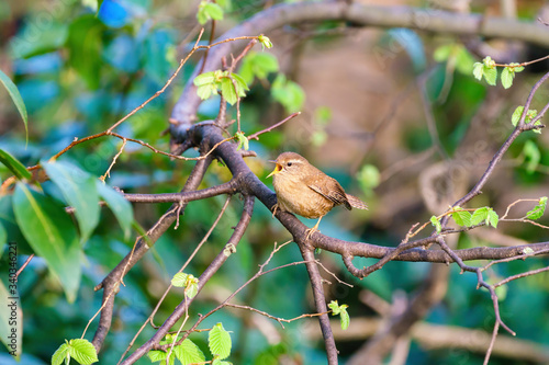 Wren (Troglodytes troglodytes) singing on a spring morning, taken in the UK