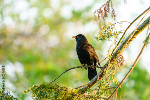 Blackbird (Turdus merula) perched on a branch, taken West London