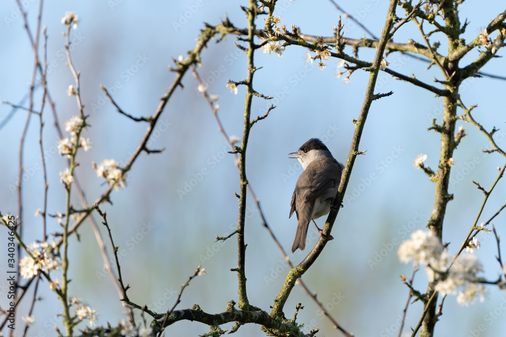 Blackcap (Sylvia atricapilla) male in spring, taken in England Blackcap (Sylvia atricapilla) male in spring, taken in England